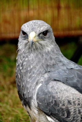 Chilenischer Adler schwarze Brust Mussard Greifvogel Foto Bild Poster Druck