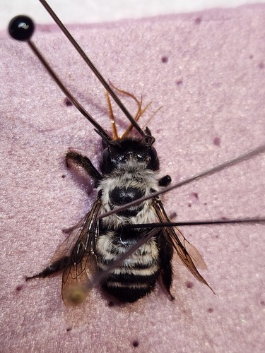 Hymenoptera Megachilidae Trichothurgus especie de Chile Abeja Vespa Xylocopa - Imagen 4 de 5