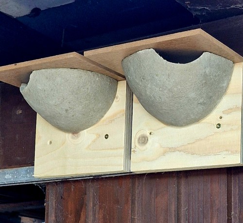 2 Mehlschwalben Nester Holzbeton Vogelhaus Schwalben Nest Futterhaus - Bild 2 von 5