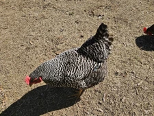 Half Dozen Fertilized Plymouth Barred Rock Chicken Eggs For Incubating, 6 Eggs