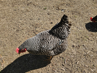 One Dozen Fertilized Plymouth Barred Rock Chicken Eggs For Incubating, 12 Eggs