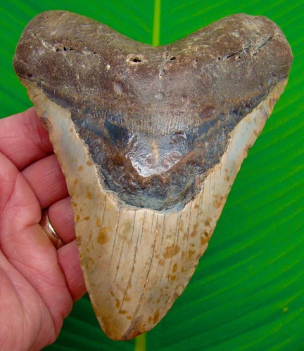 5.84” MEGALODON SHARK TOOTH  - 12.8 ounces!  MONSTER Size Real Fossil