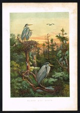 Grey Heron Nesting Scene – 1867 Victorian Antique Bird Print - London Almanac