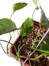 "Swiss Verigated Pothos" Live Cutting Unrooted (1) In Sphagnum Moss 