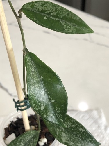HOYA CARNOSA WILBUR GRAVES (ROOTED PLANT) - Picture 6 of 8