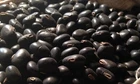 Black Kaunch Seeds Mucuna Pruriens Indian Velvet Bean Konch Beej 50g to 2Kg