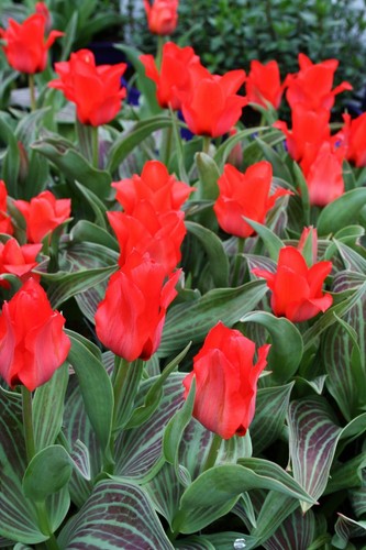 100 RED RIDING HOOD GREIGII TULIP BULBS DWARF HARDY SPRING GARDEN PERENNIAL - Picture 4 of 9