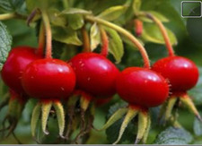 RARE ROSE HIPS FLOWER Bush plant 10 SEEDS - Combined Shipping USA seller 