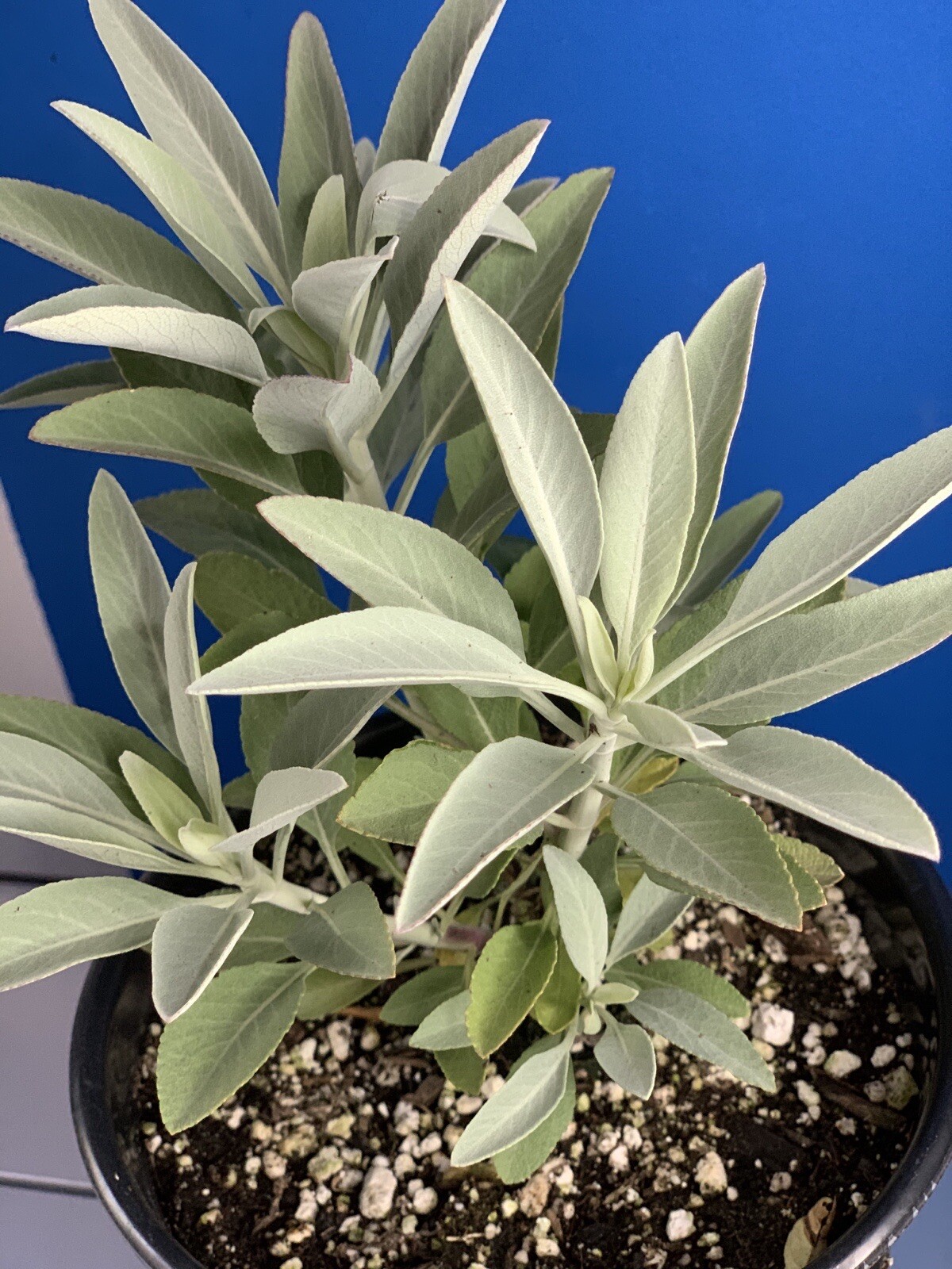 White Sage LIVE Plant in 1 gallon Pot. Salvia Apiana SHIPS USPS