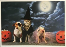 Papyrus- Halloween- Cat, Dog, & Pig Dressed For Trick-Or-Treating