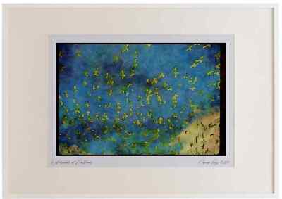 008116 Ring Billed Gulls Watercolour Picture Frame Ltd Ed A3
