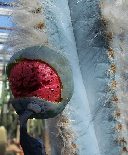 Pitayo viejo Pilosocereus Chrysacanthus 15 semillas seeds - Cactus pitaya