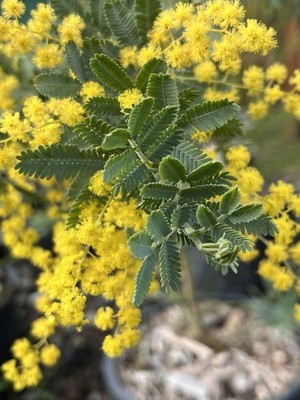 Fun Plant Party Pack - Acacia, Desmanthus,  Eucalyptus, Nicotiana, Phalaris