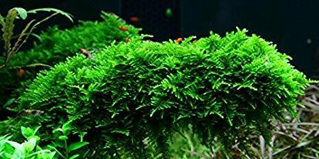 Christmas Moss Vesicularia Live Aquarium Plant Java Moss BUY 2 GET 1 FREE ✅
