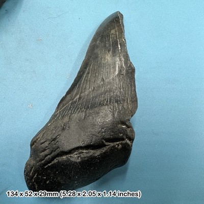Authentischer Carcharodon Megalodon fossiler Haizahn HALBE - Miozän Ära |