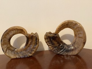 Pair of Vintage Decorative Rams Horns Taxidermy Display