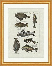 Paradiesfisch Meerbarben Knurrhahn Zackenbarsch Seenadel Buffon 285 Gerahmt