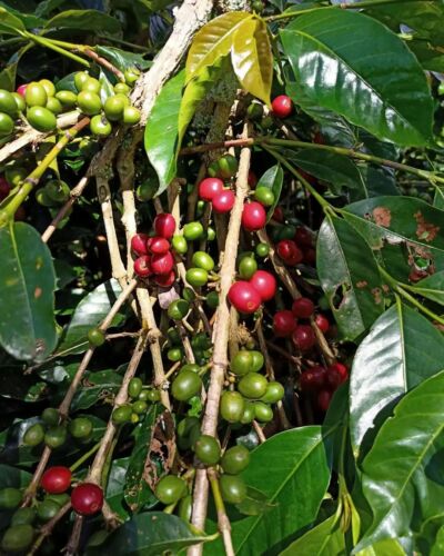 120++ Coffee Arabica Gayo Seeds (Coffea arabica) Original - 第 1/8 張圖片