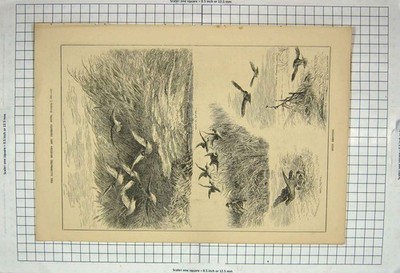 Original alter antiker Druck 1885 Schnepfe schießen Jagd Sport Vögel Falken 19.