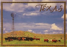 Texas Cattle Windmill Grazing Open Field Southwest Great Plains Postcard TX