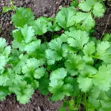 Leisure Cilantro/Coriander Seeds | Heirloom / Non-GMO | Free Shipping | 1280