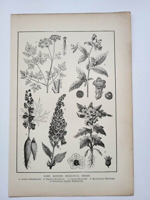 Original antiker Druck, einige britische Heilkräuter Mönchskapuze Fingerhut Hemlock