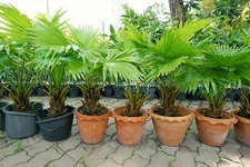 10 Palmetto Tree Seeds for Planting Sabal Palmetto