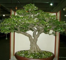 Wrightia religiosa, Water jasmine, Benth, Mok, Bonsai - 10 Sementes