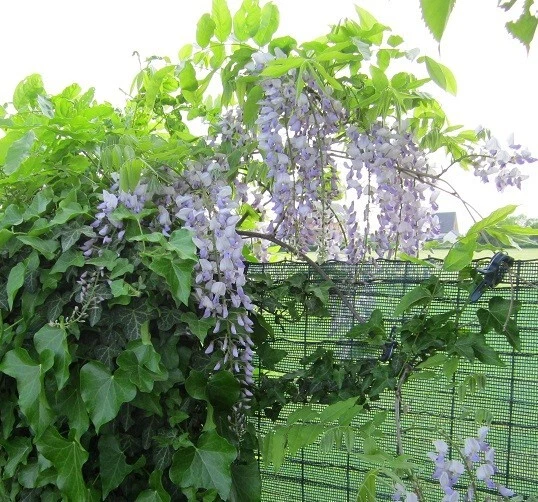 Blauregen Samen online kaufen | eBay