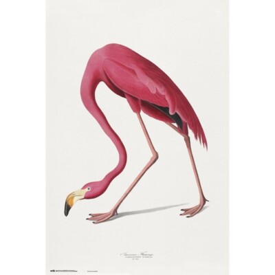 Poster VÖGEL / BIRDS - American Flamingo 61x91,5cm NEU 59741