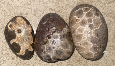 Trio Petoskey Stones Timberlake Shores MI Coral-ized Fossil Stones Shown WET