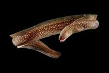 Snowflake Freshwater Moray Eel 9–11” – Live Exotic Predator Fish for Aquarium