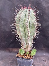 EUPHORBIA HORRIDA STRIATA CACTUS PIANTE GRASSE AGAVE SUCCULENTE 7011