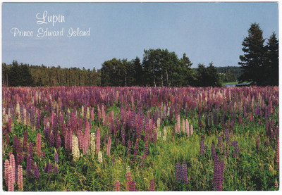 Wild Lupin Flowers Prince Edward Island Canada Postcard Île-du-Prince-Édouard