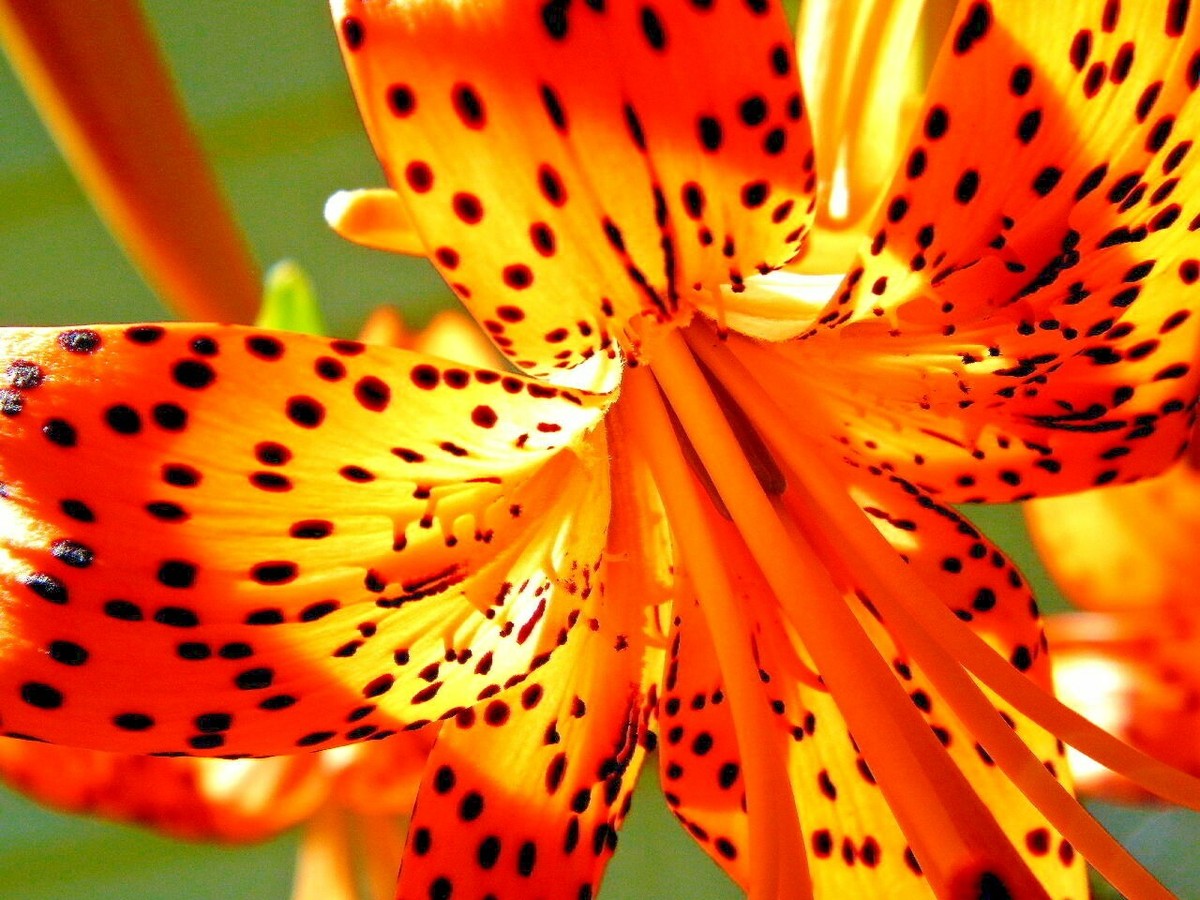15 TIGER LILY SEEDS / BULBETS - Lilium lancifolium | eBay