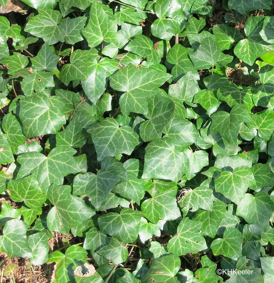 (100) Cuttings of Deep Green English Ivy Vine (100 non rooted Cuttings) 6"-12" - Image 2 of 3