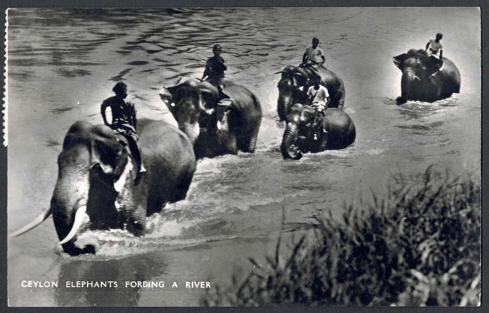 Ceilán 1937, elefantes fordingando un río, Colombo a Lausana, 6c par rojo Foto 2 de 3