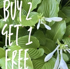 Buy2get1 Free-ROYAL STANDARD HOSTA Perennial Live Plant Plantaginea Grandiflora