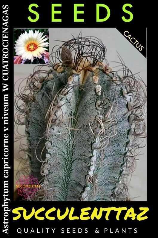 Astrophytum capricorne v niveum 10 x Seeds STAR CACTUS CACTI SUCCULENT Trackable - Image 4 of 4