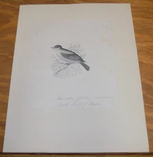 1837 Antique Print//GOULD’S SPOTTED FLYCATCHER, from BIRDS OF EUROPE