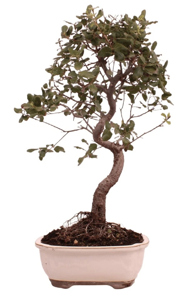 Pflanzen, Bonsai Quercus online kaufen | eBay.de