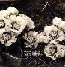 Cactus In Bloom South Dakota Badlands RPPC Antique Postcard Real Photo