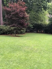 Centipede Grass Seed - Raw 1 LB FREE SHIPPING - WE SHIP FAST