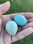 12 Celdon Coturnix Quail Hatching Eggs – NPIP – Fertile Eggs — photo 2