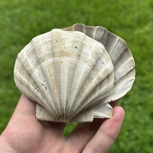 Pristine  3.4" Paired Fossil Scallop Seashell Chesapecten VA Megalodon era decor
