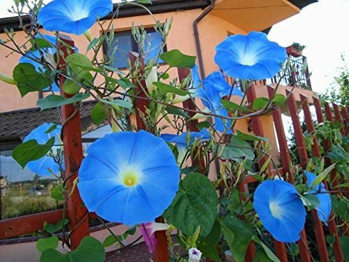 100 Blue Morning Glory Climbing Vine Seeds | eBay