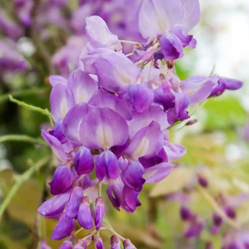 10 Chinesische Baumsamen Blaue Wisteria Sinensis Schnell Kletternde Blühende : - Picture 12 of 14