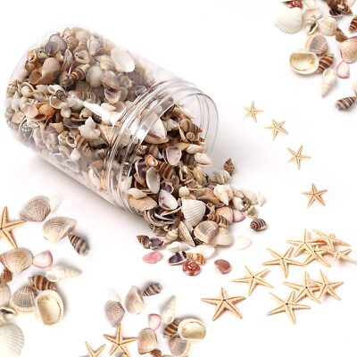 1200 Tiny Sea Shells Small Natural Starfish Mixed Ocean Beach Spiral Seashells