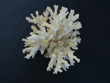 Vintage Australian White Sea Coral 5" with brown stem