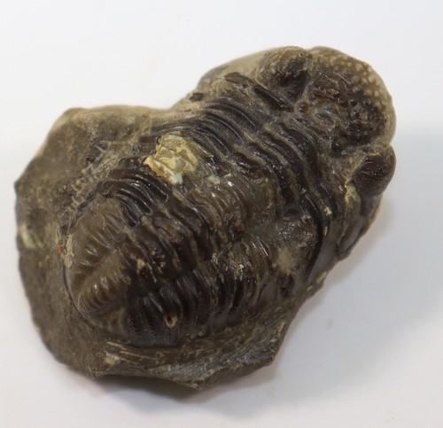 Trilobite, Geesops schlotheimi, Devon, Eifel, Gees, Gerolstein, Eifel, RFA-f347 - Photo 4/7